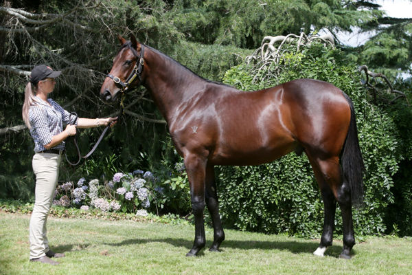 Virtuous Circle a $360,000 Inglis Classic yearling