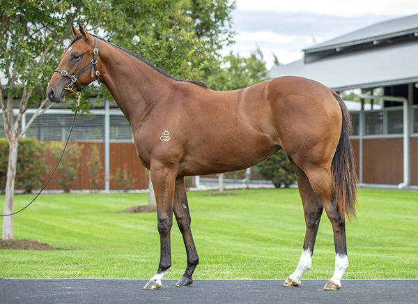 Vivid Sun Was A $200,000 Inglis Easter Purchase From Arrowfield Stud's Draft