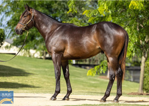 Volatile was a $550,000 Magic Millions purchase.