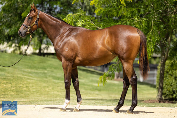 Walsh Bay was an $85,000 purchase from MM 2YO's in Trraining.