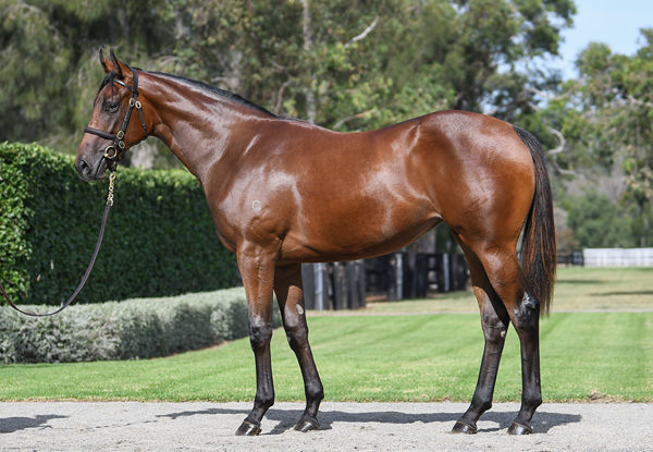 Wander Dune Was A $950,000 Inglis Easter Yearling Sale Purchase From Coolmore's Draft