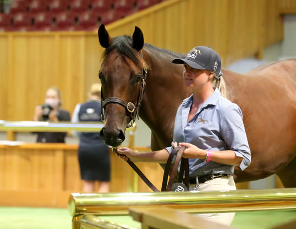 Lot 686, the colt by War Decree out of Savabeel mare Word Savvy, was sold for $150,000 from the draft of Ralph Thoroughbreds. Photo: Trish Dunell