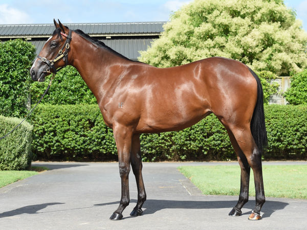 War Princess was a $77,500 Karaka Book 2 purchase.