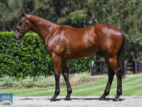 Warlords is the most expensive yearling by Saxon Warrior sold in Australia.
