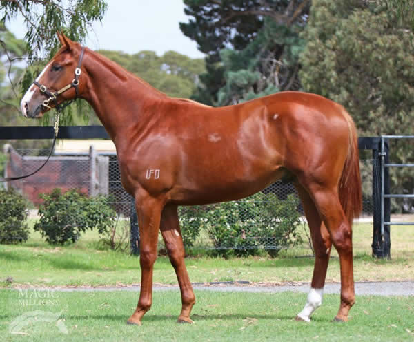 Warning a $65,000 Adelaide Magic Millions yearling