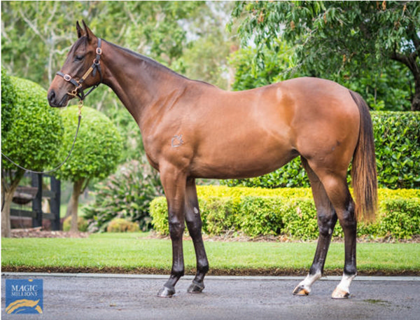 $400,000 MM purchase from Strawberry Hill Stud.