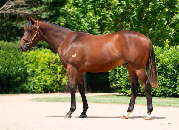 $1.7million Wootton Bassett (GB) colt from Battleofwinterfell (USA).