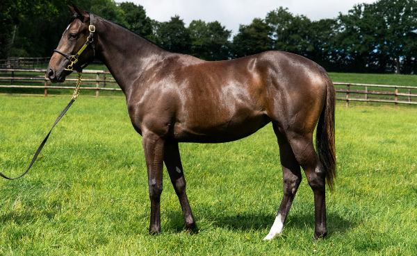 Wootton Bassett filly from Channel that sold for 600,000 euros.