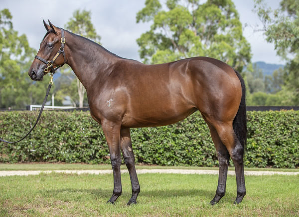 $320,000 Wootton Bassett (GB) filly from Chequerboard.