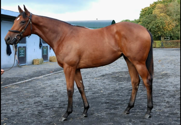 675,000 euro Wootton Bassett filly from Cuff.