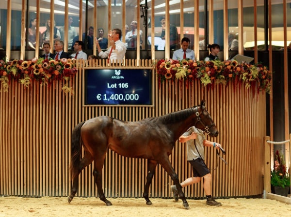 Wootton Bassett colt from Dardiza - image Arqana / Zuzanna Lupa