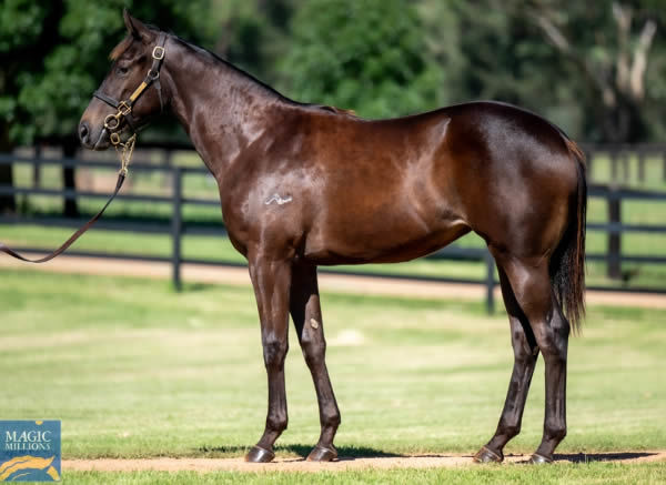 $600,000 Wootton Bassett (GB) filly from Dream Cirque.