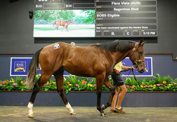 $1.6million Wootton Bassett (GB) colt from Fiera Vista - image Magic Millions