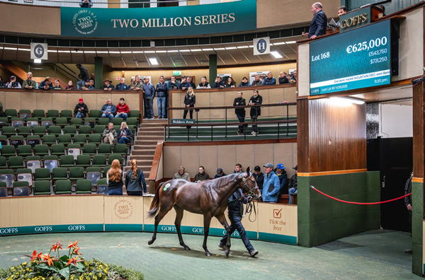 Top selling Wootton Bassett filly from Hermosa.