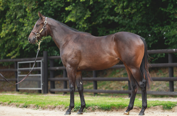 Sale-topping Wootton Bassett colt from High Celebrity.