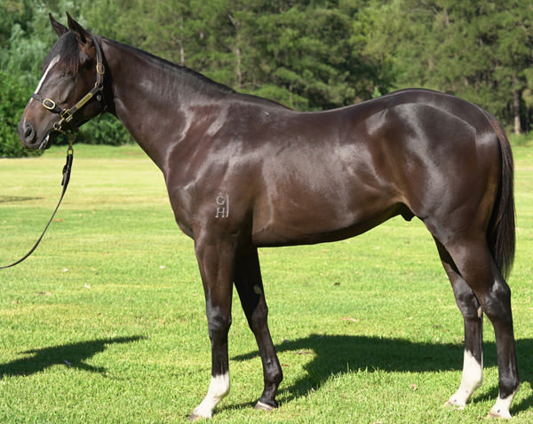 $725,000 Wootton Bassett (GB) colt from Hussyanna.