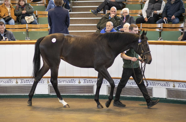 1.7million guinea Wootton Bassett filly from My Titania - image Tattersalls.