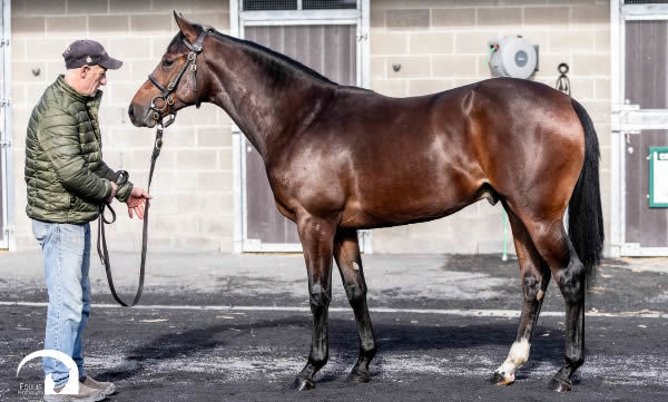 600,000 euro Wootton Bassett colt from Pussycat Lips.