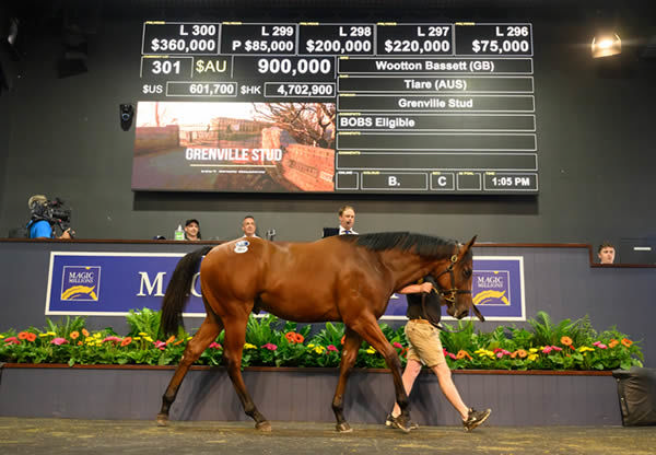 Wootton Bassett (GB) colt from Tiare sells for $900,000 - image Magic Millions