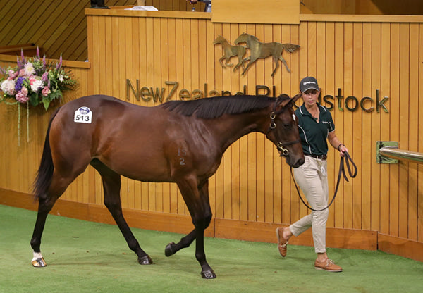 Lot 513, the Wootton Bassett filly who sold for $800,000 from the draft of Curraghmore. Photo: Trish Dunell