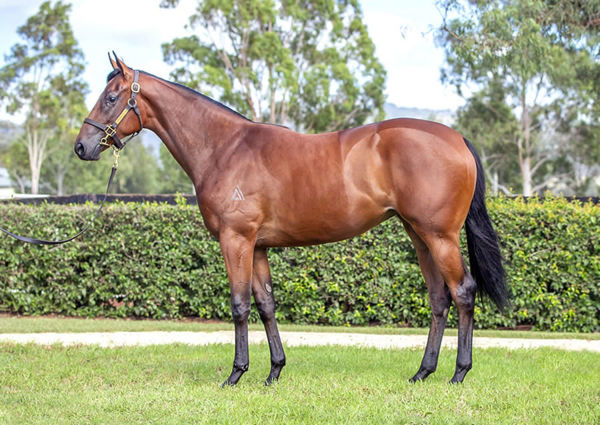 Wear the Crown was a $260,000 Inglis Easter purchase.