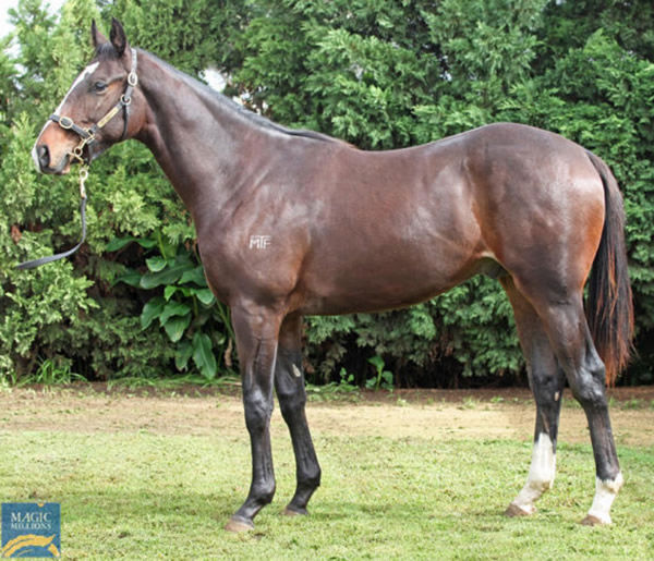 Weigall Tiger as a yearling.