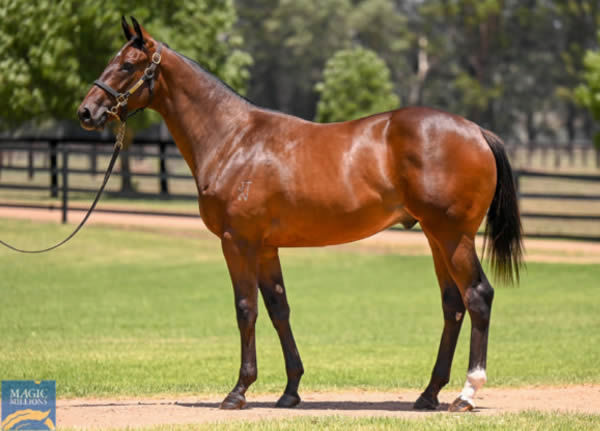 West of Swindon was a $350,000 Magic Millions purchase.