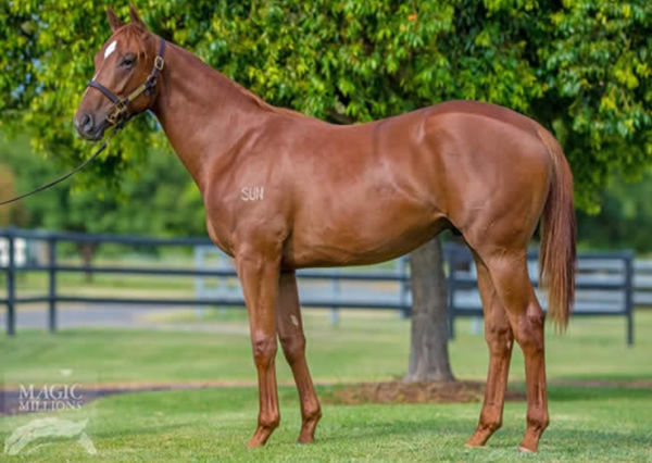 Western Sun as a yearling