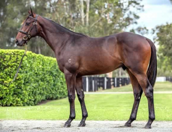 Wheelhouse was the most expensive colt by Pierro sold in 2019. 