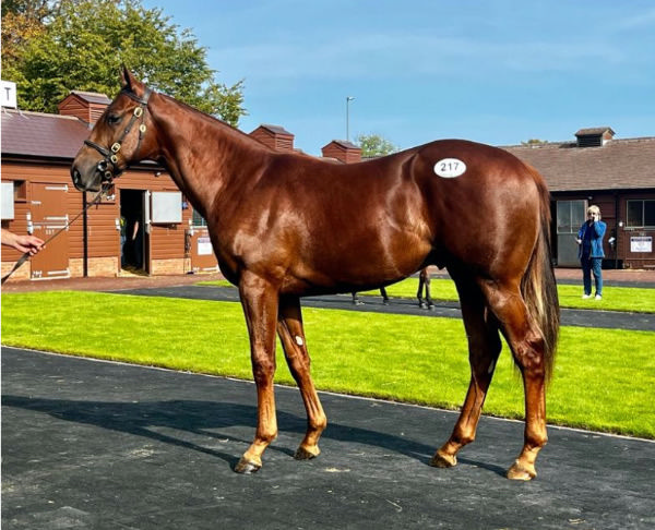 Whistlejacket was a 500,000 guinea Tattersalls Book 1 purchse.