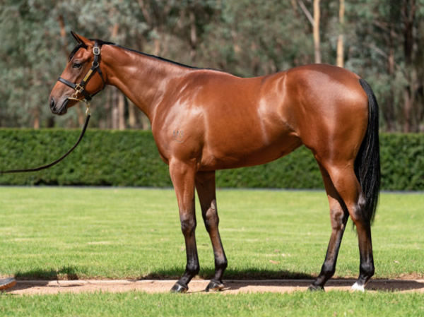 Wild Gypsy was a $200,000 Inglis Easter purchase for Peachester Lodge.