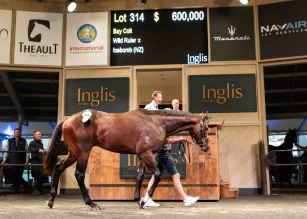 Wood X Racer Inglis Ready 2 Race – Pinhook Winners | Breednet