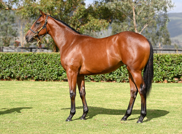 $170,000 Wild Ruler filly from Skillet.