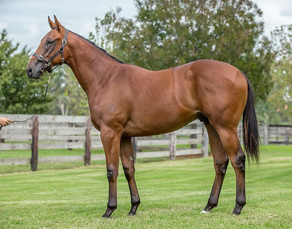 Wild Planet a $280,000 Easter Yearling