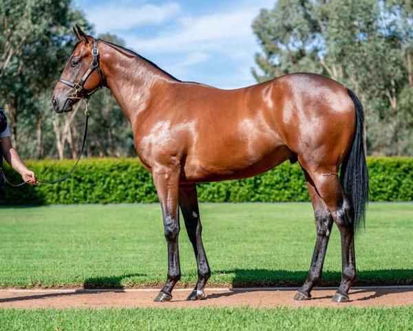 Wild Ruler a $525,000 Inglis Easter Yearling