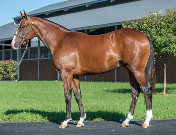 Williamsburg a $470,000 Easter yearling
