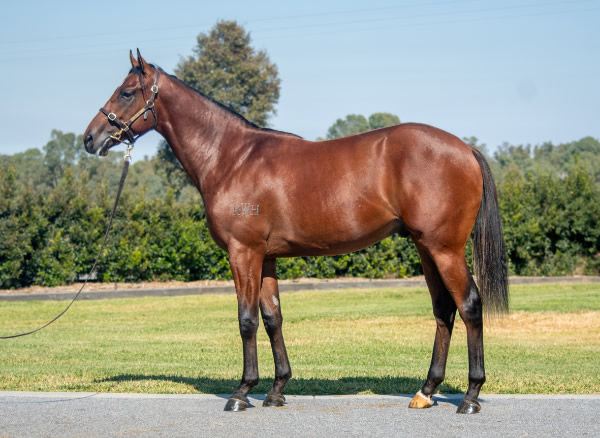 Willingham was bought as a weanling by Yulong and then passed in when re-offered in their draft at Inglis Easter,