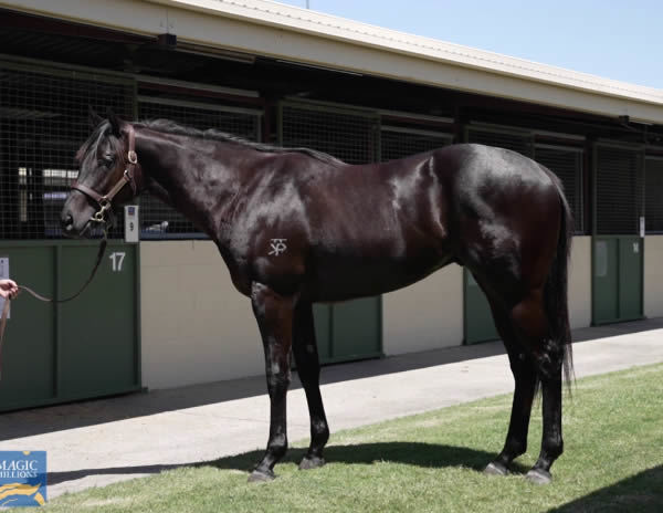 Wind and the Lion made $200,000 at the MM 2YO's in Training Sale. 