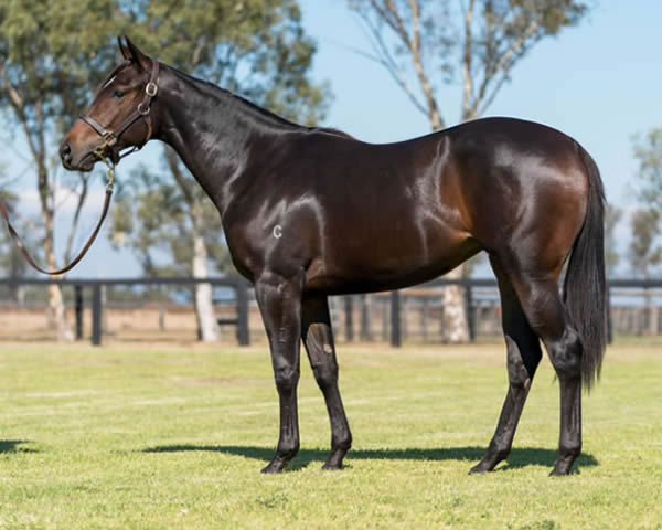 Wingardium as a yearling.