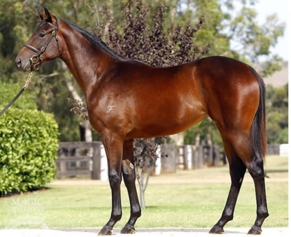 Winx as a yearling, she was also sold by Coolmore for $230,000. 