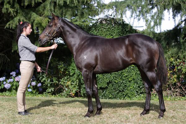 With Your Blessing as a yearling.