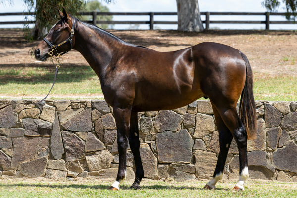 Without Peer Was A $120,000 Inglis Premier Purchase From Twin Hills Stud's Draft