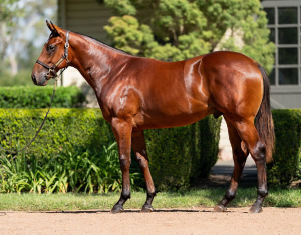 Wizards was a $300,000 Inglis Easter purchase.