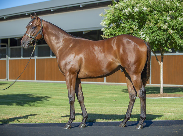 Offered By Arrowfield Stud, Wolf Gap Is The Third Highest Priced Colt To Sell In Australia By His Sire