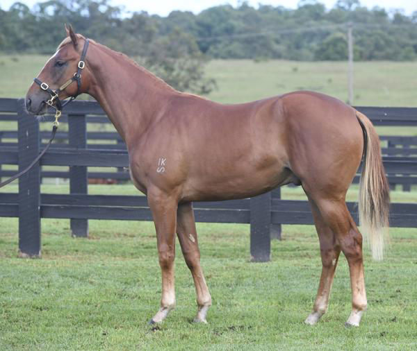 Wolfburn a $400,000 Easter Yearling