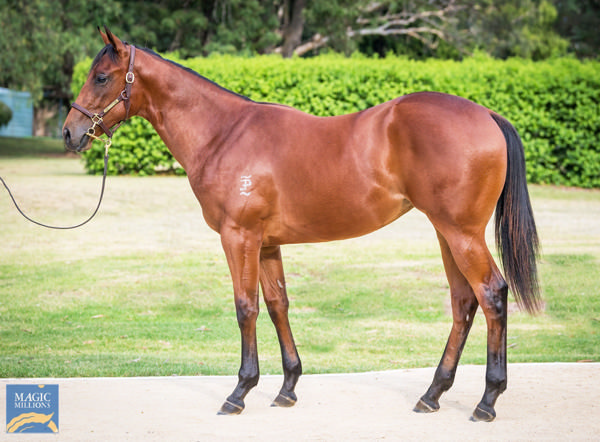 Wollzeile was a $180,000 Magic Millions purchase.