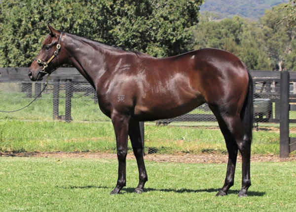 Worth Avenue was a $500,000 Inglis Easter purchase.