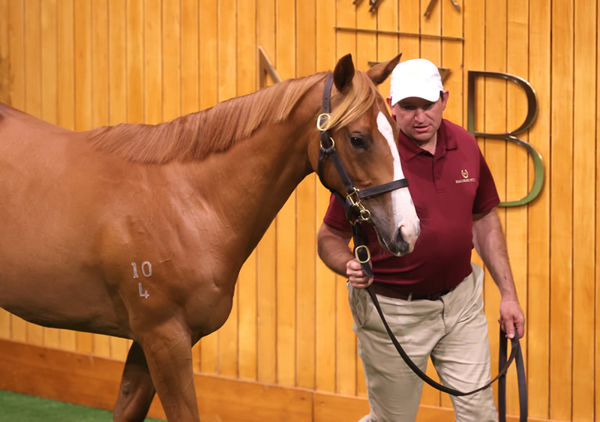 Lot 954 – Written By – Glowing Trait Filly Photo: Trish Dunell