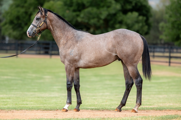 $300,000 Written By colt from Invencible sold at Magic Millions last week.