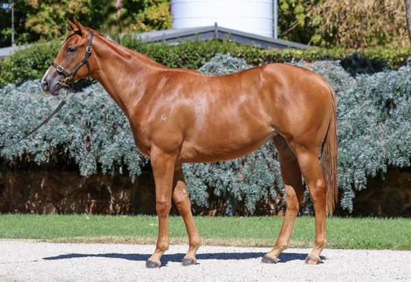 $450,000 Written By filly from Tune Doubt